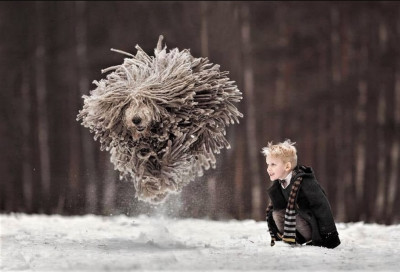 Komondor.jpg