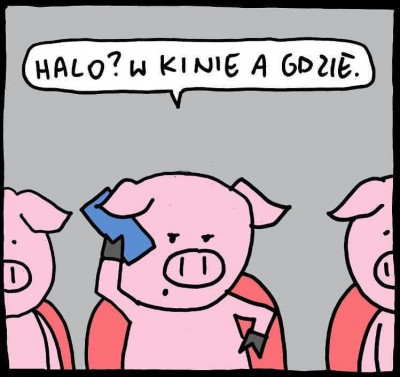świnie.jpg