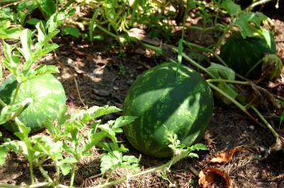 DSC_0087.JPG
