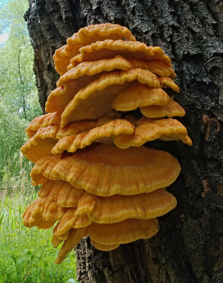 Zdjęcie poglądowe