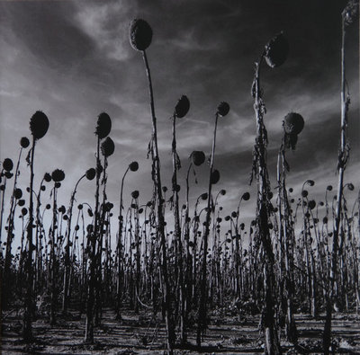 Dead Can Dance - Anastasis(green winyl)).jpg