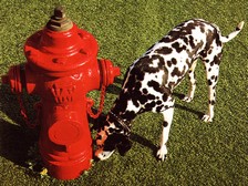 zagada,hydrant.jpg