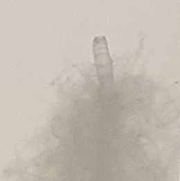 Frag107.jpg