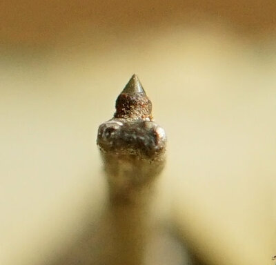 DSC07336_.jpg