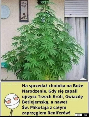 choinka.jpeg